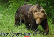 торговля на форекс gbp aud